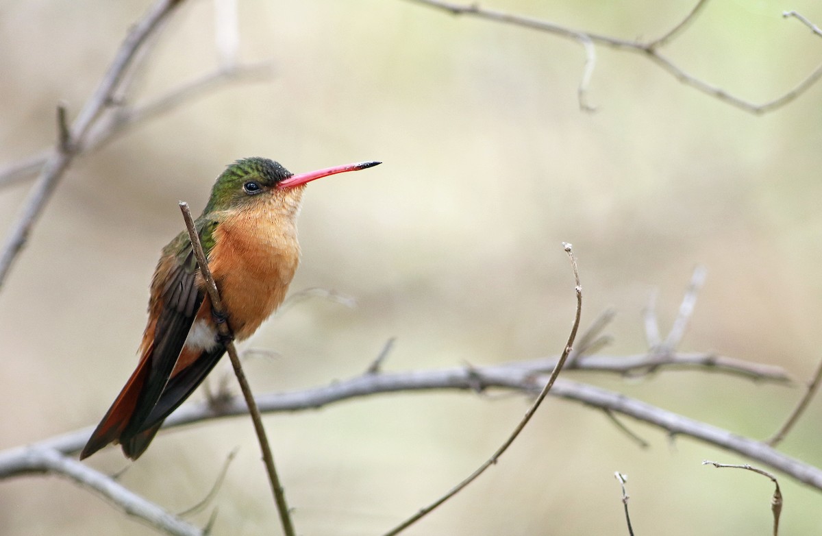 Cinnamon Hummingbird - Andrew Spencer