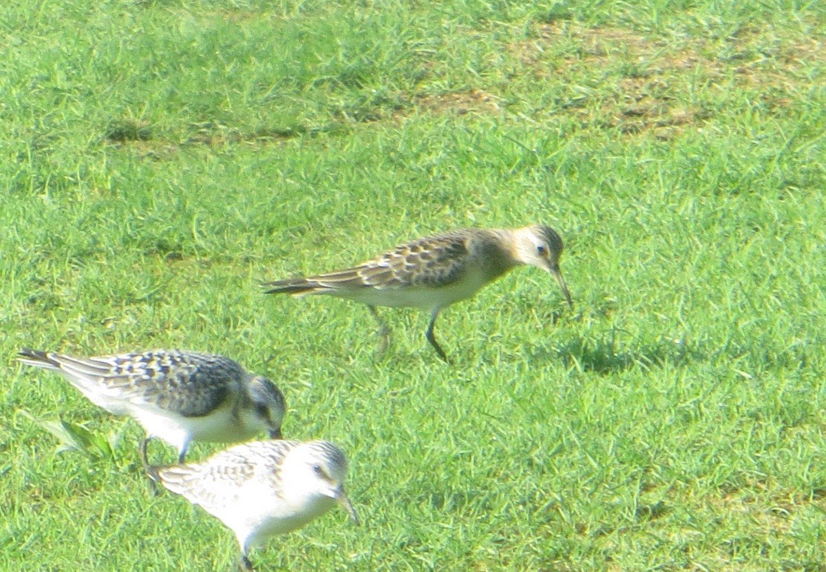 Baird's Sandpiper - ML33651151