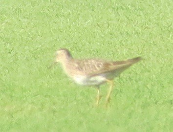 Buff-breasted Sandpiper - ML33651191