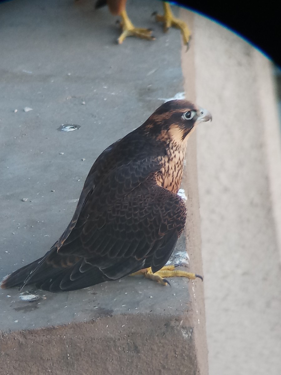 Peregrine Falcon (Shaheen) - ML336511931