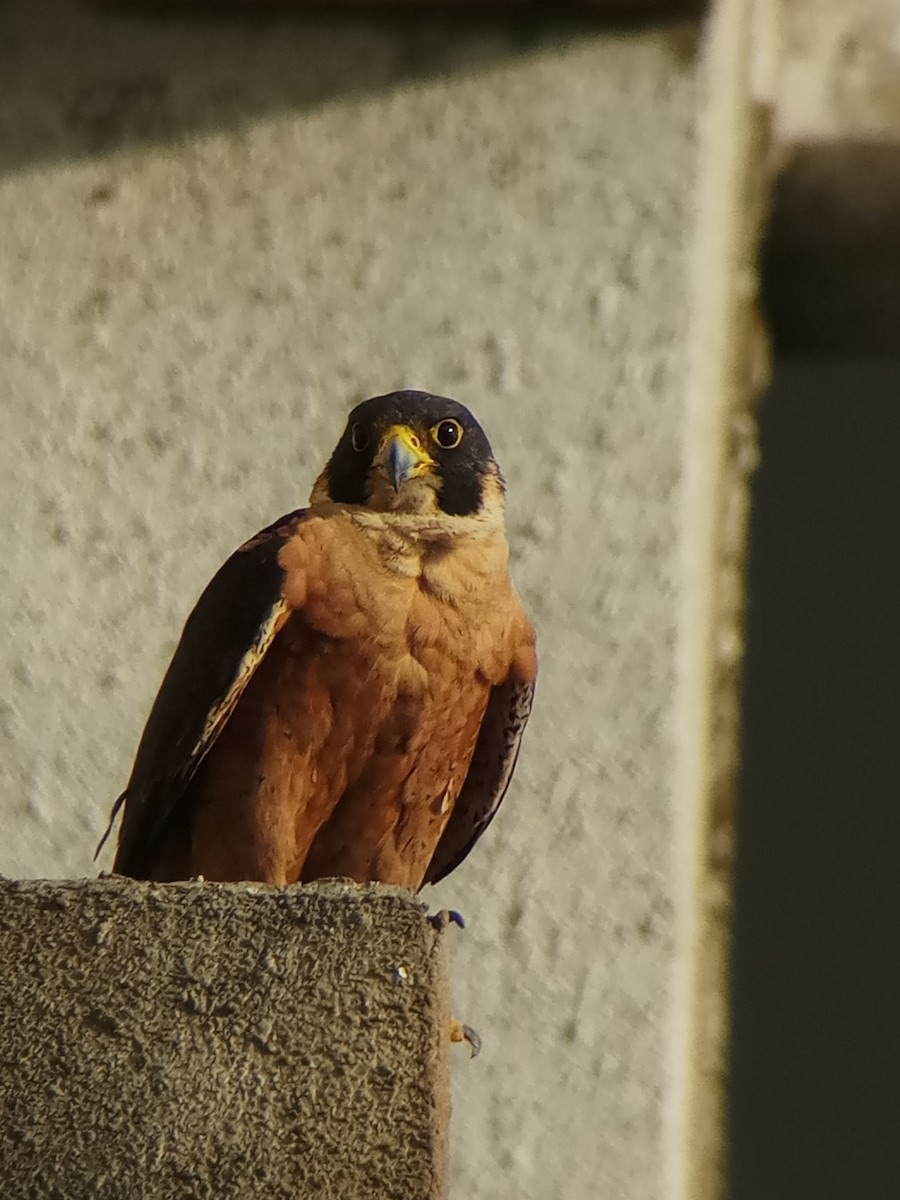 Peregrine Falcon (Shaheen) - ML336512271