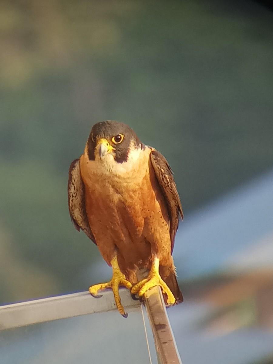 Peregrine Falcon (Shaheen) - ML336512301
