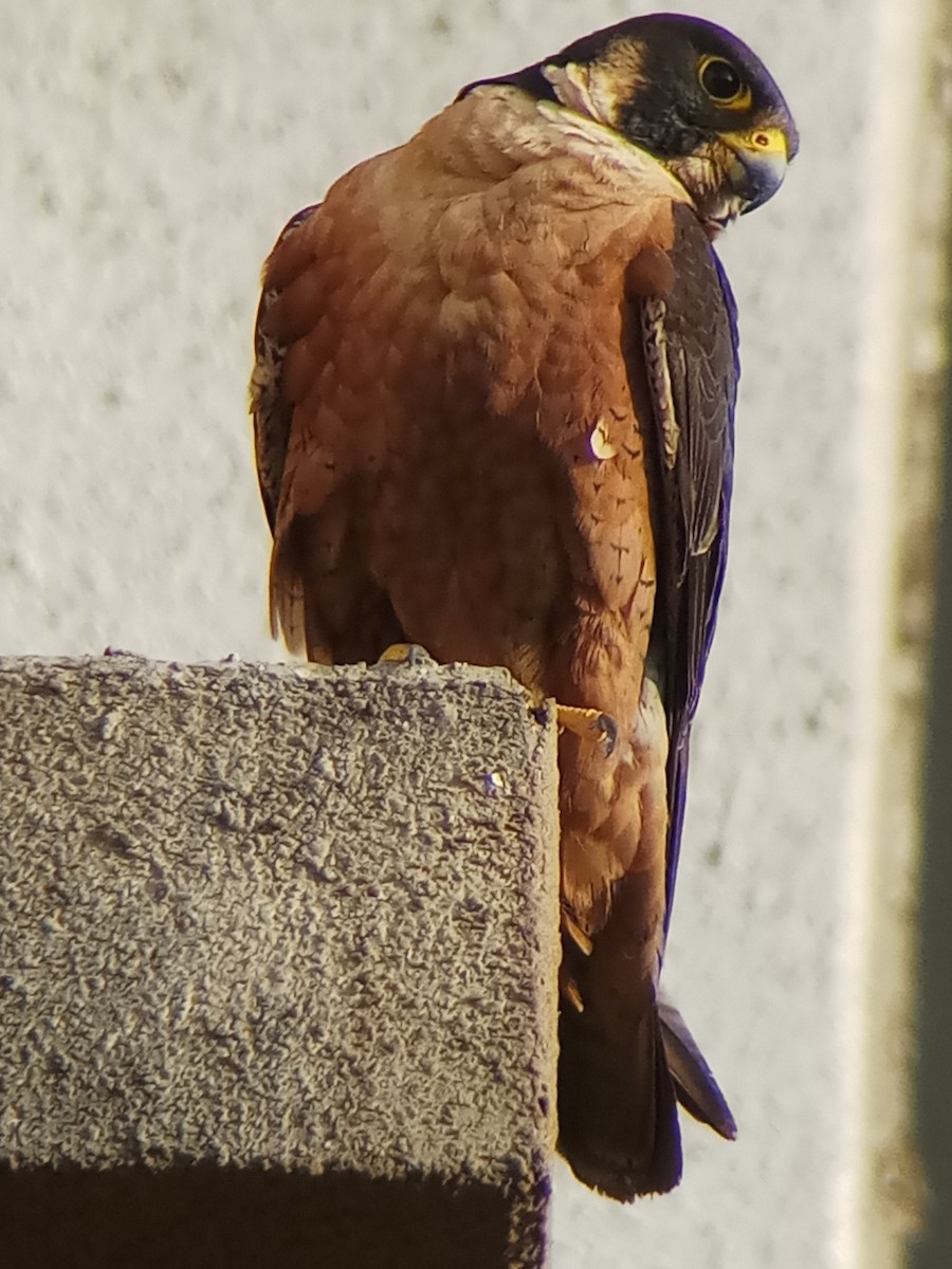 Peregrine Falcon (Shaheen) - ML336512391