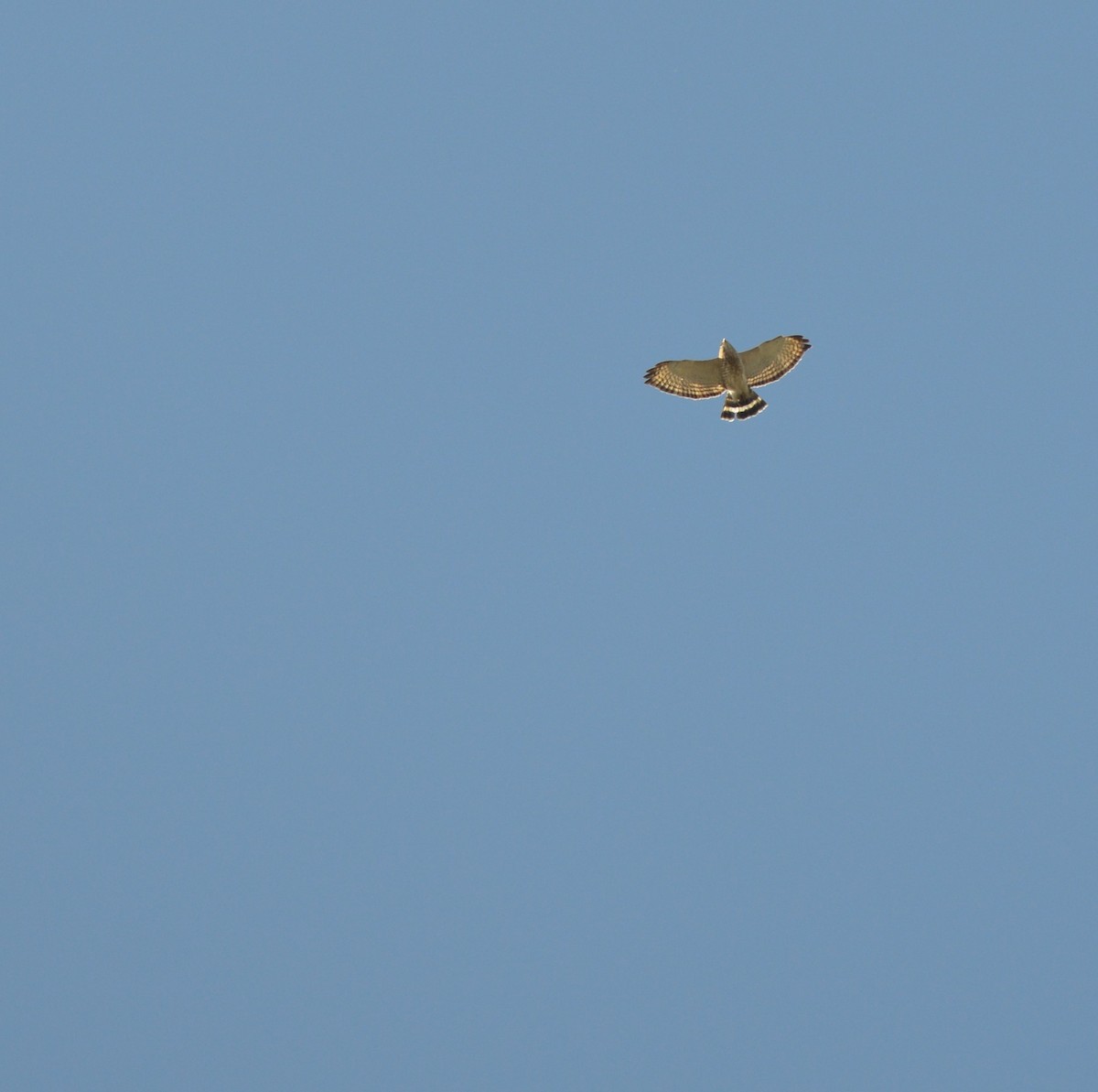 Broad-winged Hawk - ML336513611