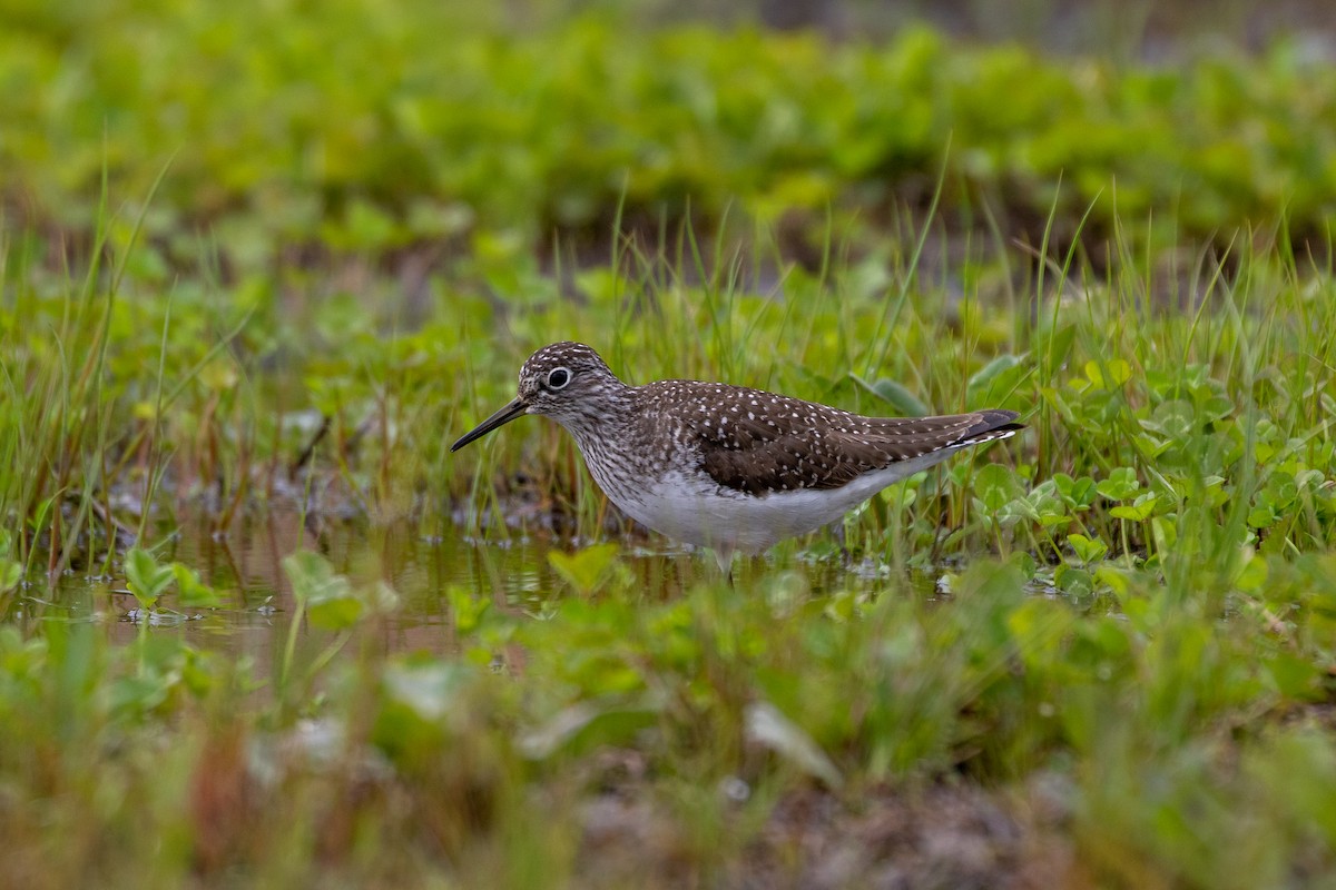 Solitary Sandpiper - ML336514651