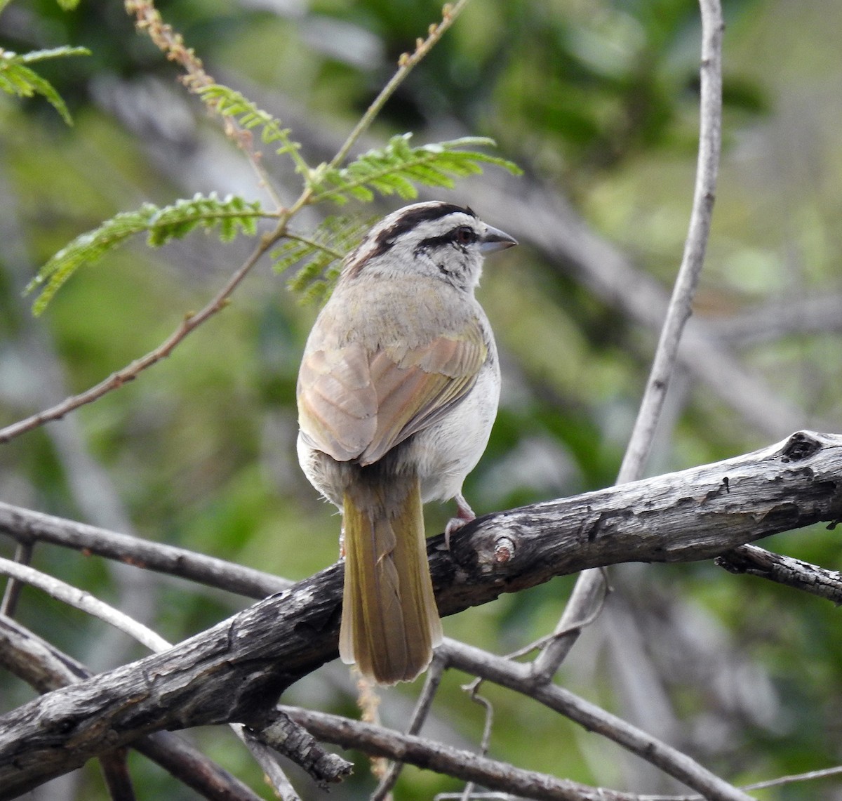 Tocuyo Sparrow - ML336516151