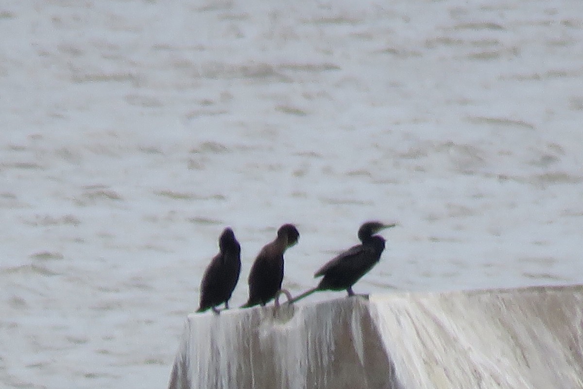 Neotropic Cormorant - ML33651951