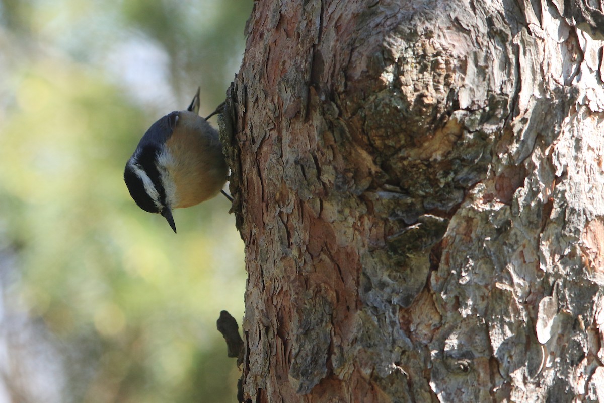 Red-breasted Nuthatch - ML336520971