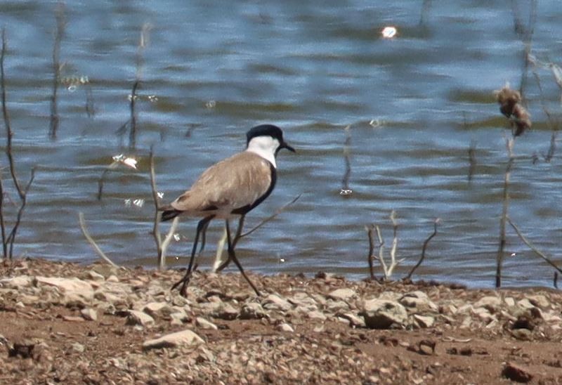 Spur-winged Lapwing - ML336523121