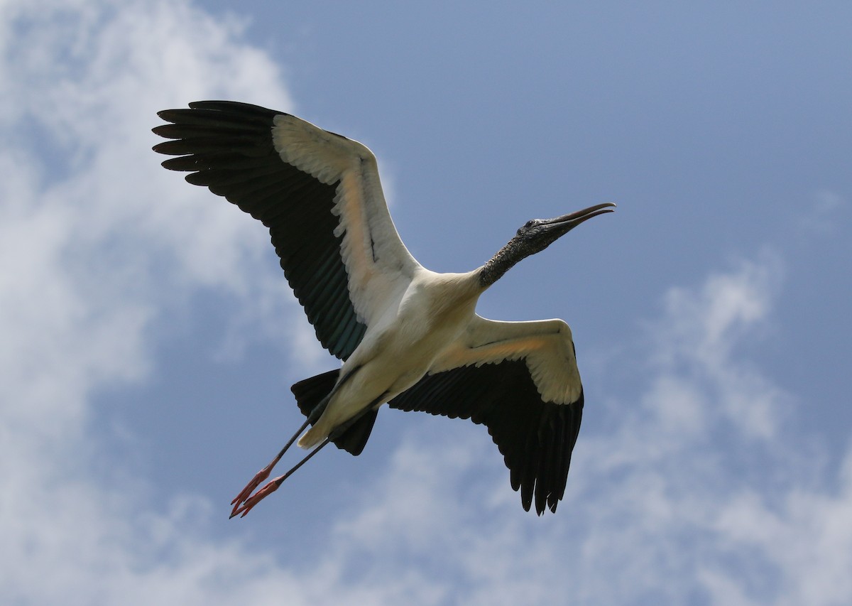 Wood Stork - ML336523411