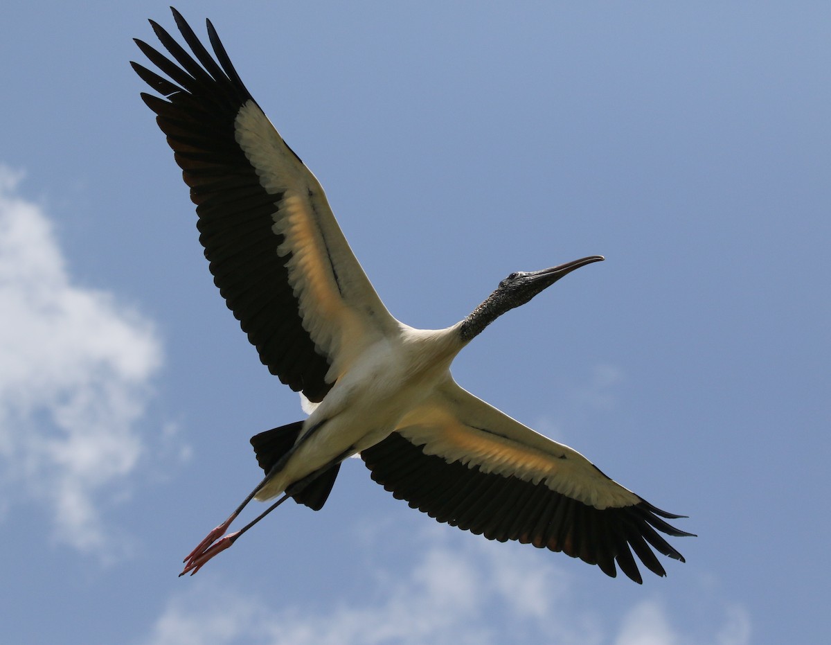 Wood Stork - ML336523421