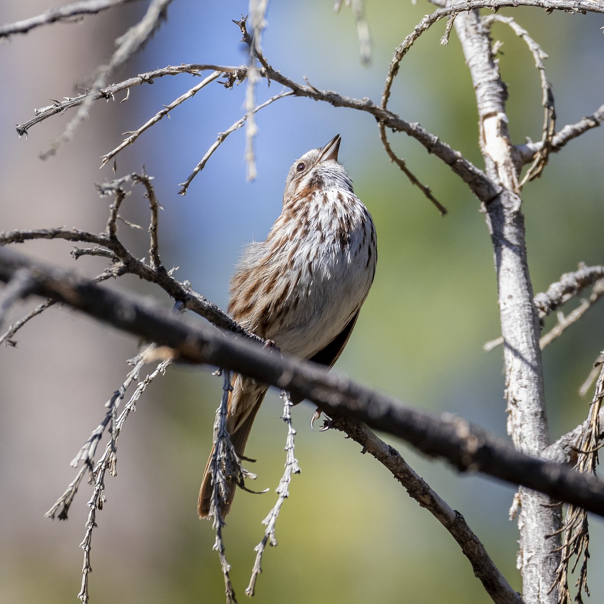 Song Sparrow - ML336526071