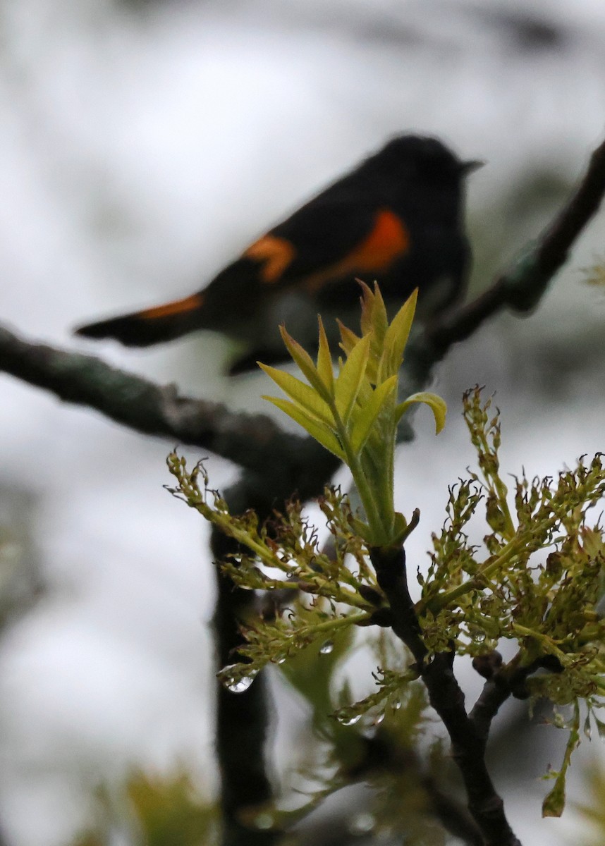 American Redstart - ML336528521