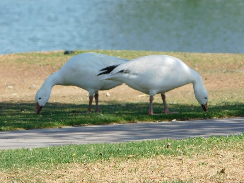 Snow Goose - Steve Glover