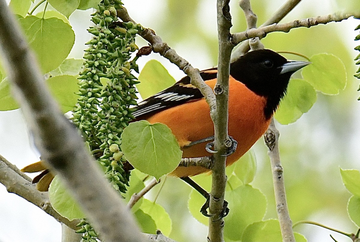 Baltimore Oriole - Gary Roberts