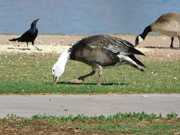 Snow Goose - ML336528651