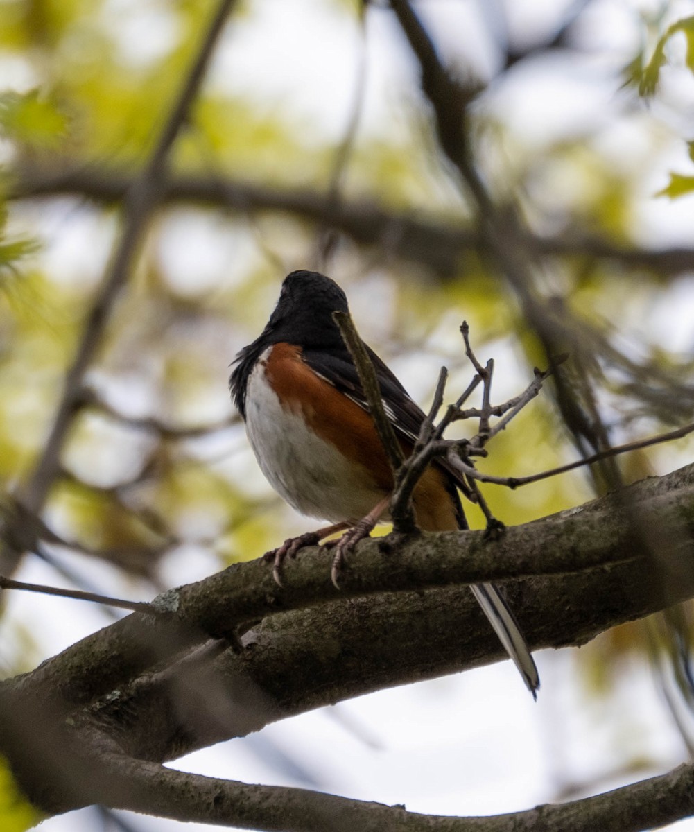 Eastern Towhee - ML336528721