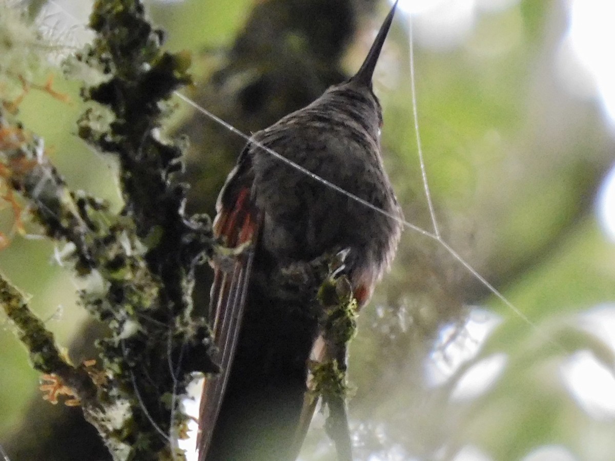 Garnet-throated Hummingbird - ML336528891