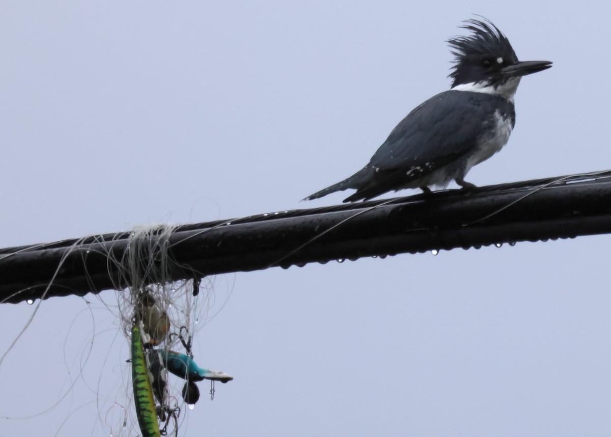 Belted Kingfisher - ML336529011