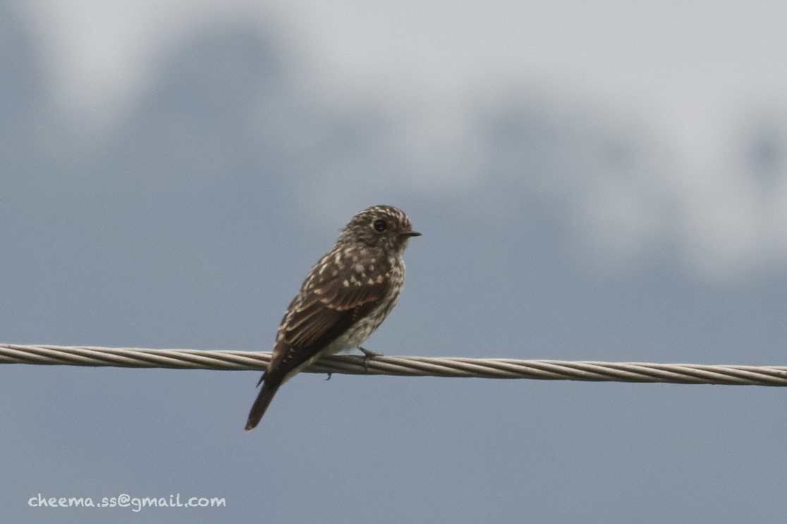 Dark-sided Flycatcher - S S Cheema