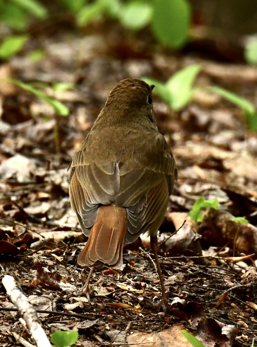 Hermit Thrush - ML336530841