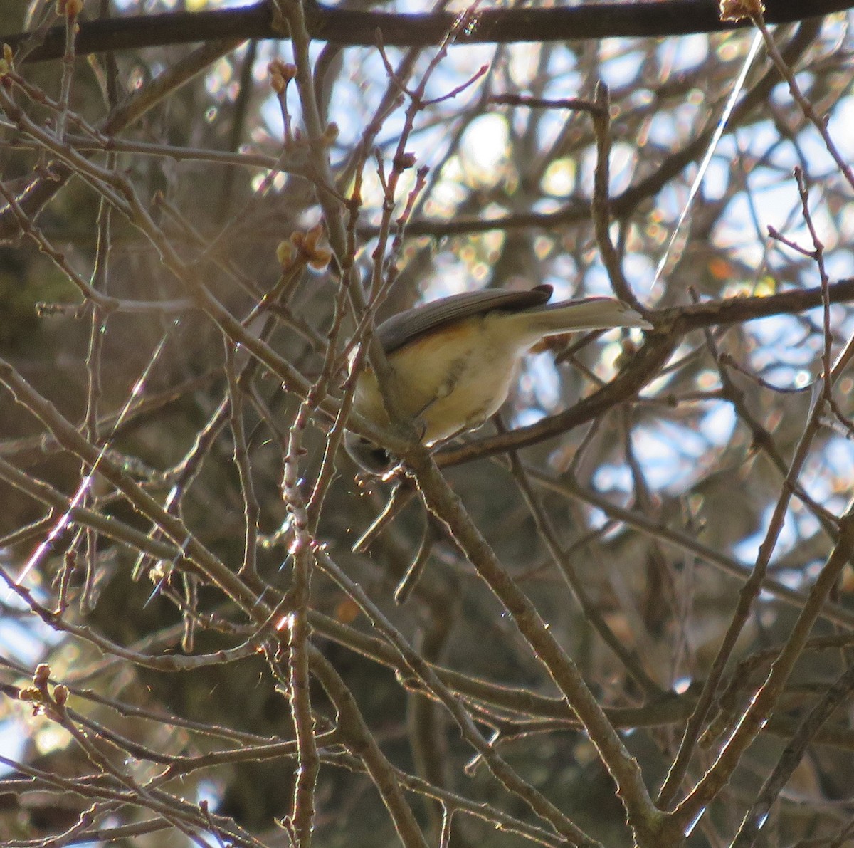 Tufted Titmouse - ML336530921