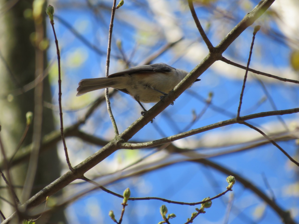 Tufted Titmouse - ML336531011