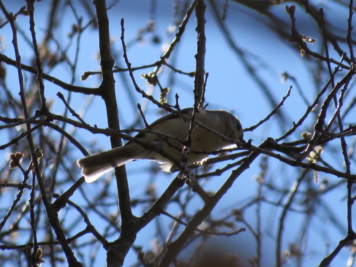 Tufted Titmouse - ML336531031