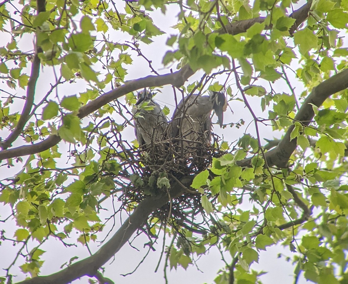 Yellow-crowned Night Heron - ML336534291