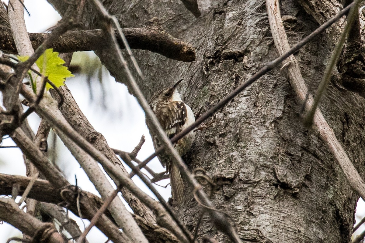 Brown Creeper - ML336534471