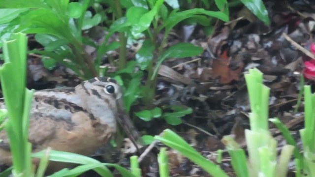 American Woodcock - ML336537231