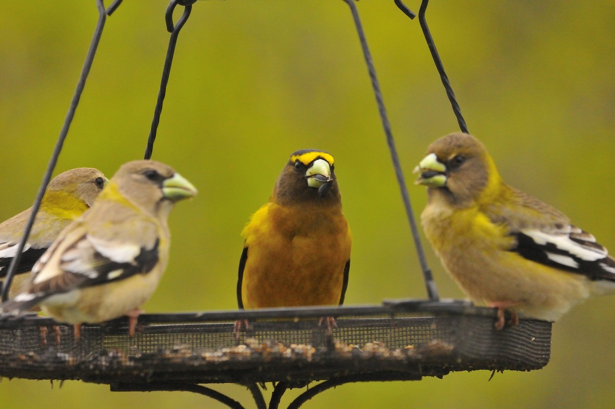 Evening Grosbeak - Mary Magistro