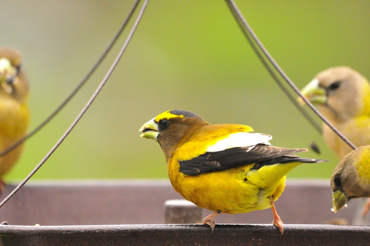 Evening Grosbeak - ML336537691