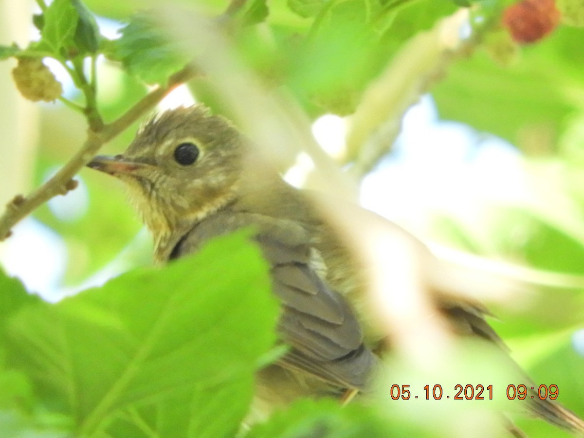 Swainson's Thrush - ML336538251