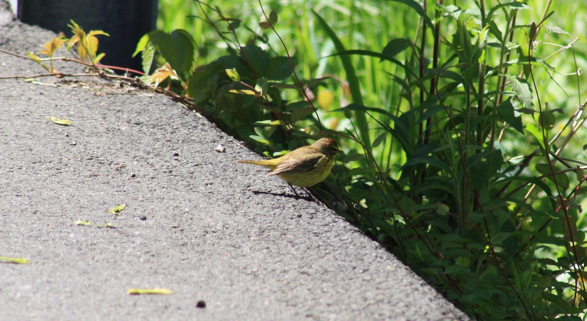 Пісняр-лісовик рудоголовий - ML336538441