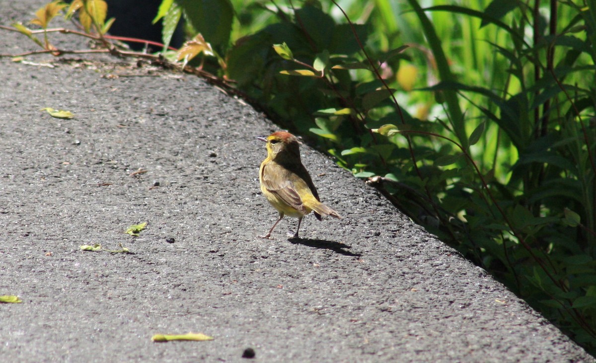 Пісняр-лісовик рудоголовий - ML336538491