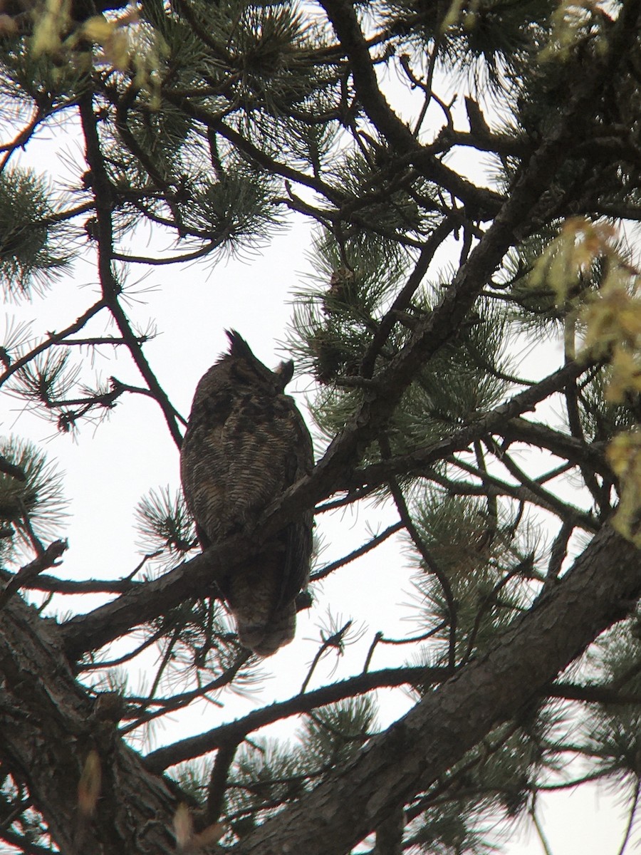 Great Horned Owl - ML336539161