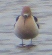 American Avocet - Ian Fallas