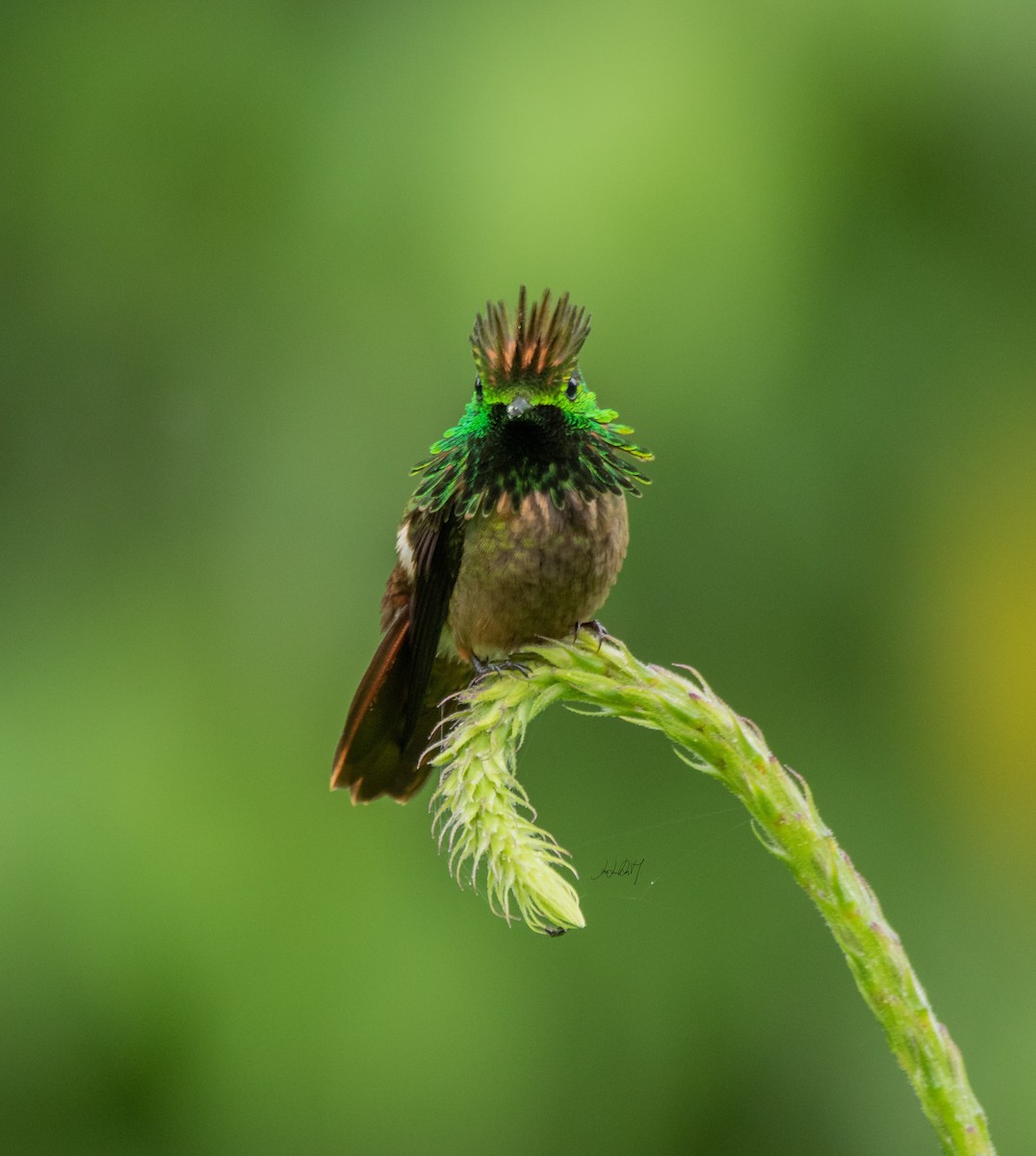 Butterfly Coquette - ML336541791