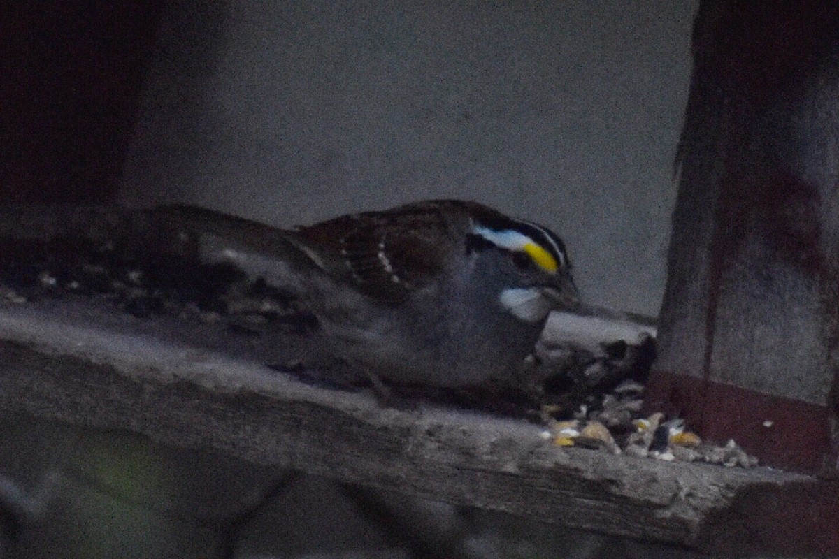 White-throated Sparrow - ML336542241