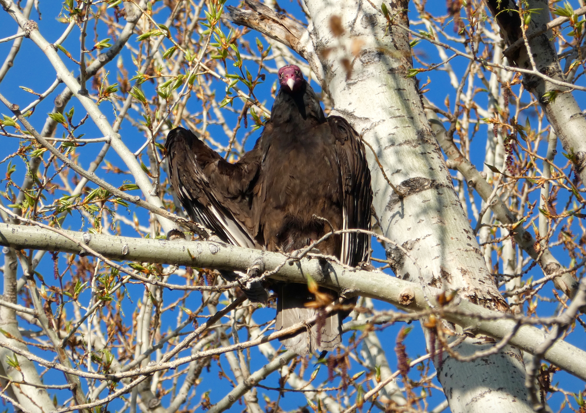 Turkey Vulture - N Jones