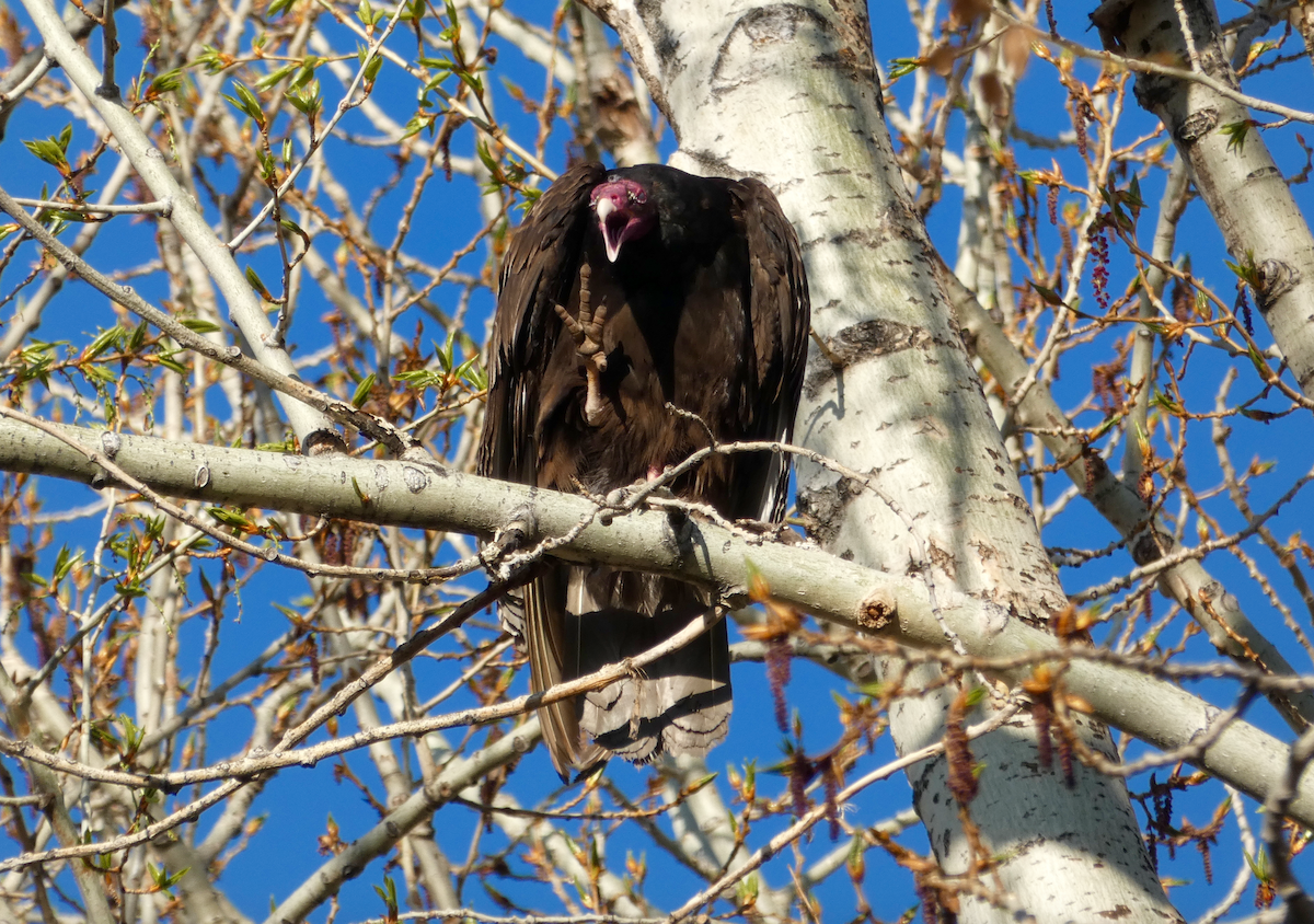 Turkey Vulture - N Jones