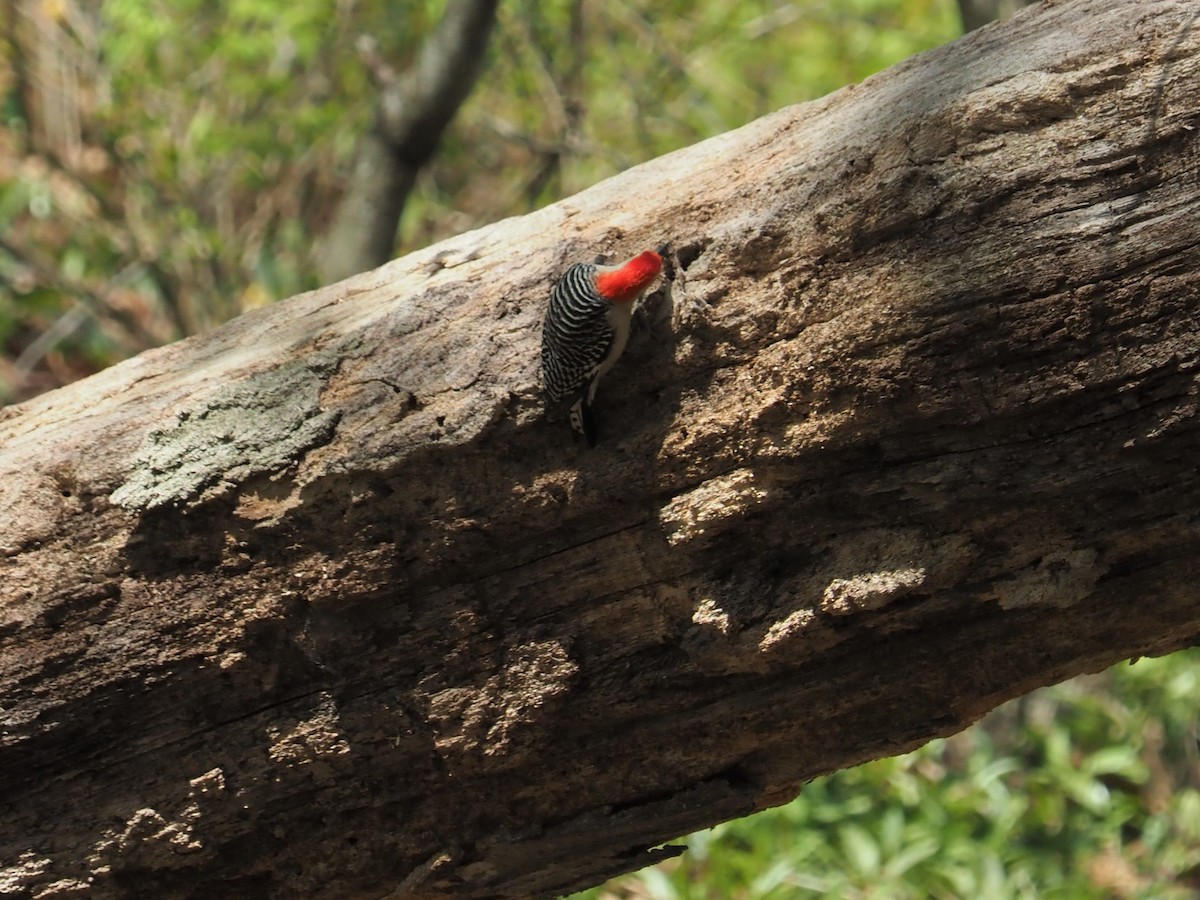 Red-bellied Woodpecker - ML336543101