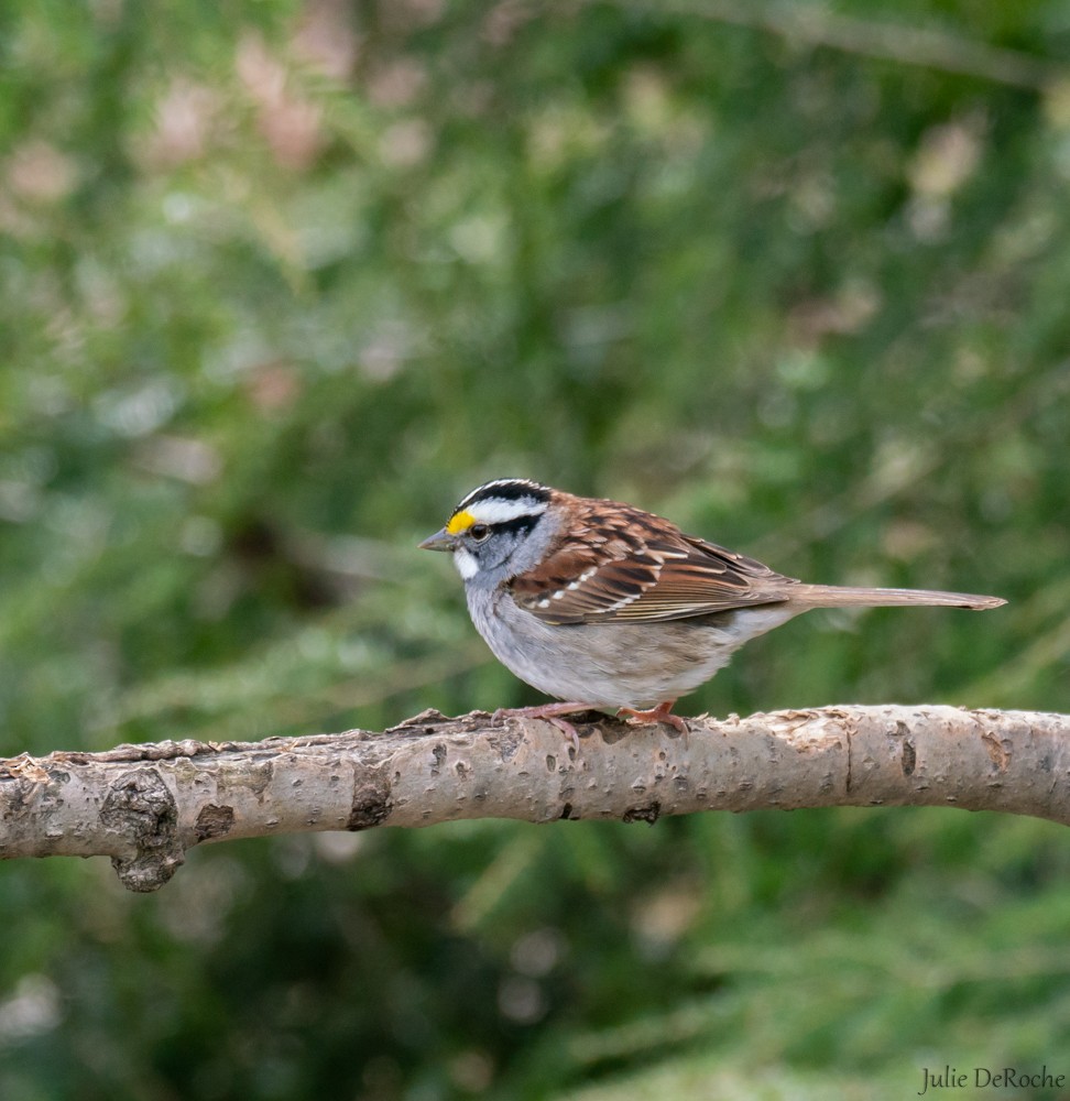 White-throated Sparrow - Julie Deroche