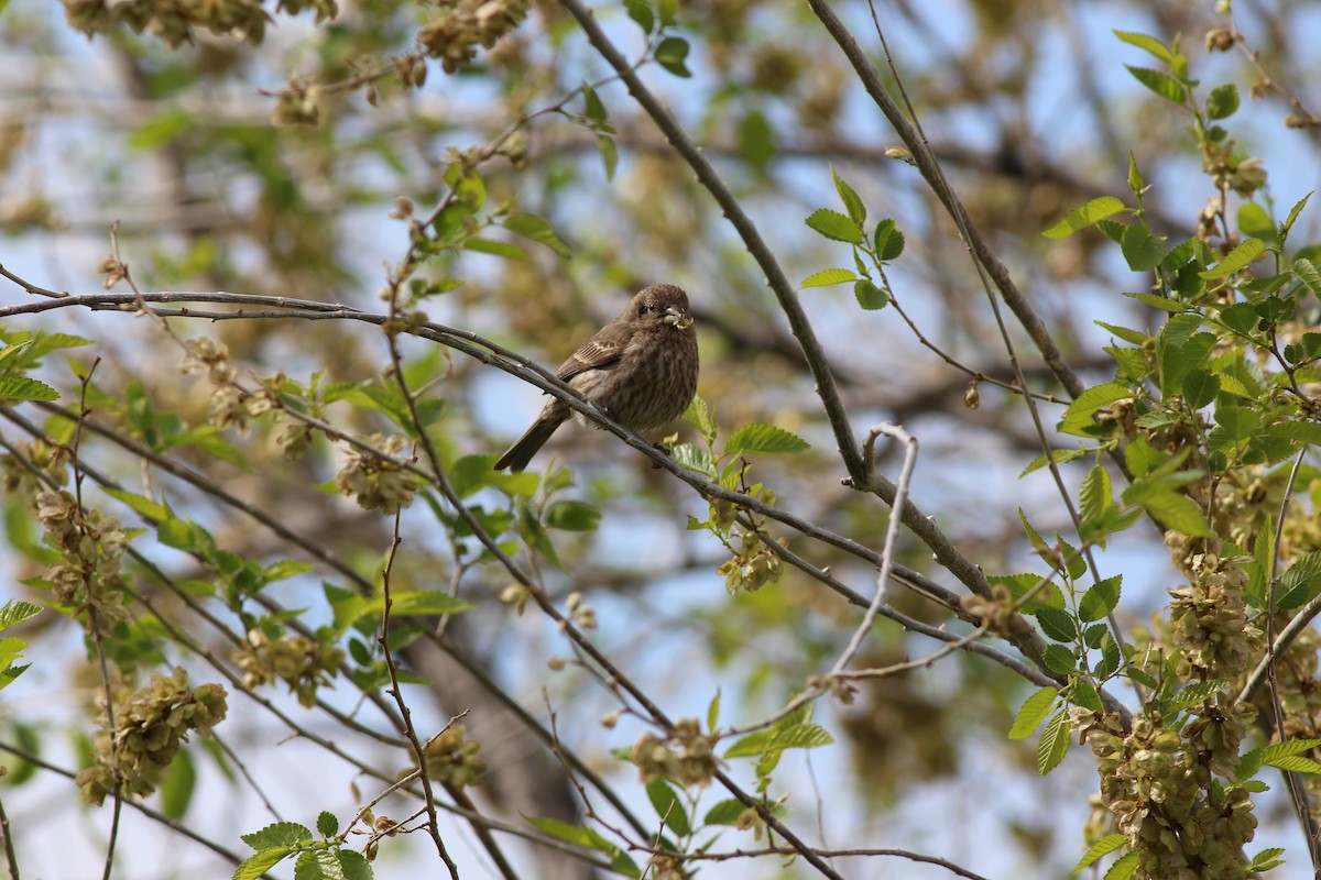 House Finch - Ben Johnson