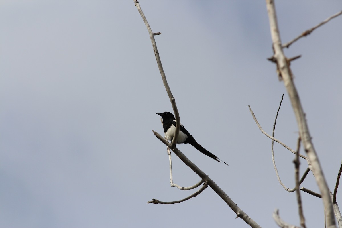 Black-billed Magpie - ML336544841