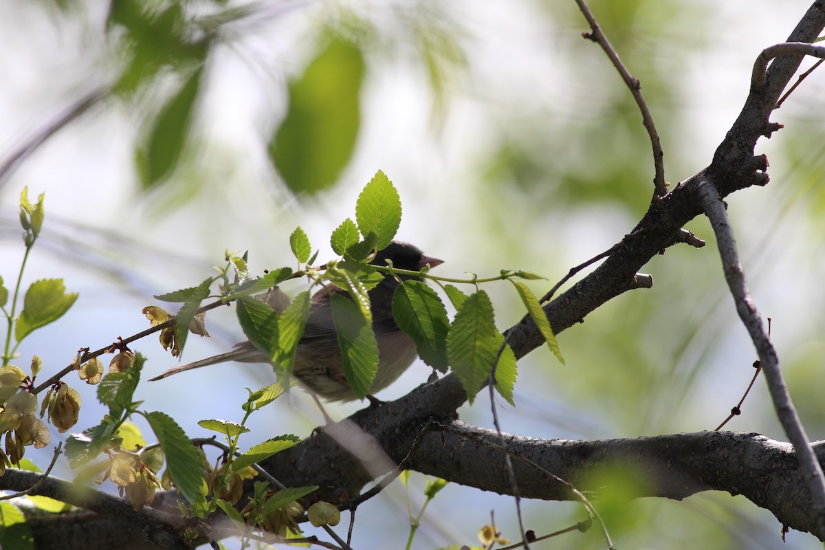 Dark-eyed Junco (Oregon) - Ben Johnson