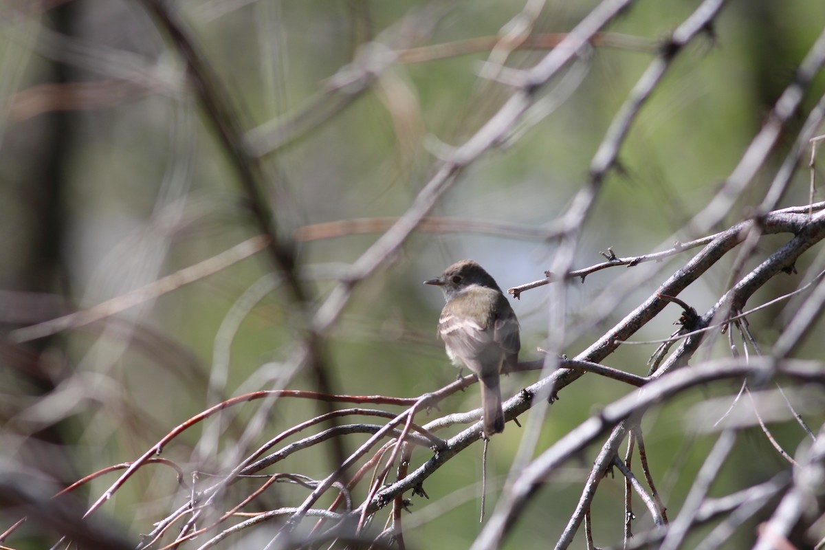 Gray Flycatcher - ML336545221