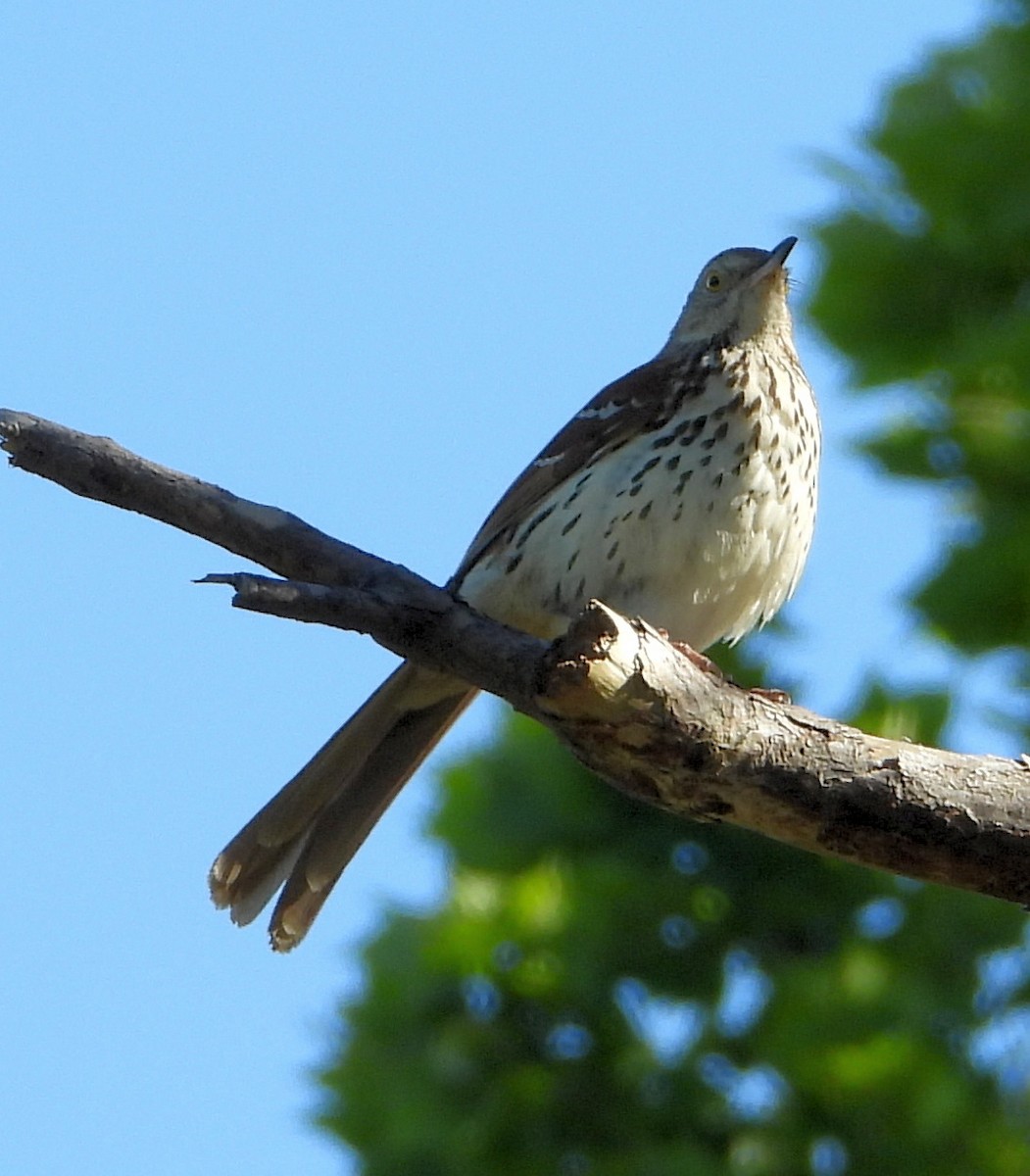 Brown Thrasher - ML336545601