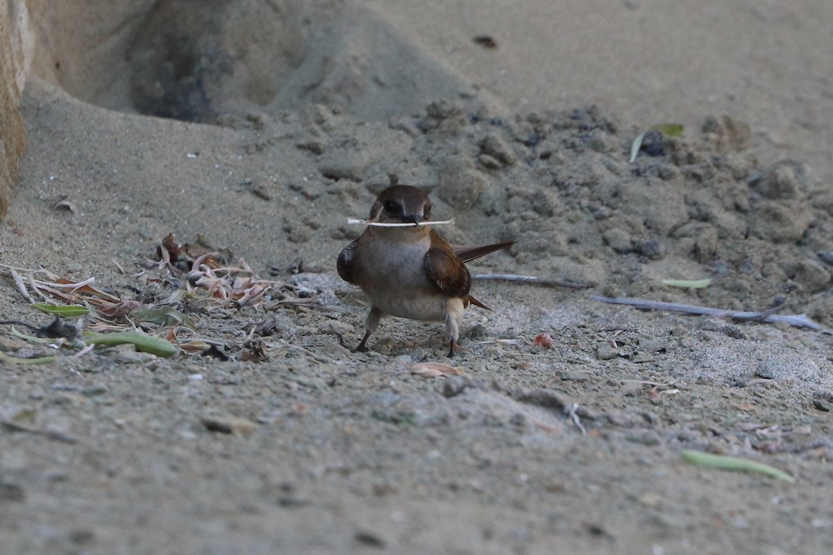 Northern Rough-winged Swallow - Clayton Borzini